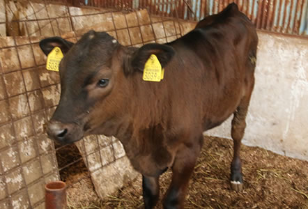 甲州ワインビーフ 飼育 成長記録 小林牧場