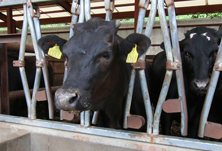 甲州ワインビーフ 飼育 成長記録 小林牧場