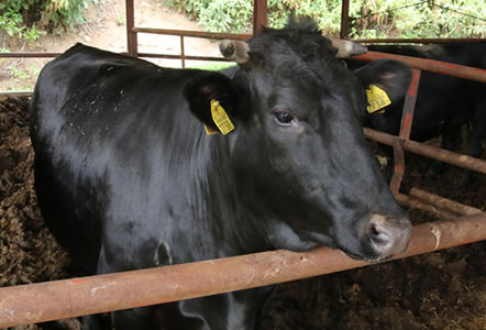 甲州ワインビーフ 飼育 成長記録 小林牧場