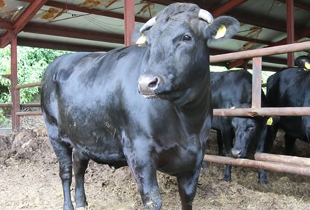 甲州ワインビーフ 飼育 成長記録 小林牧場